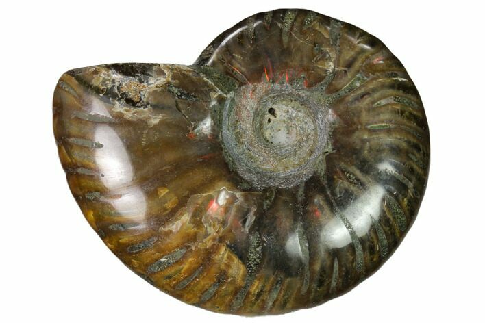 Red Flash Ammonite Fossil - Madagascar #151645